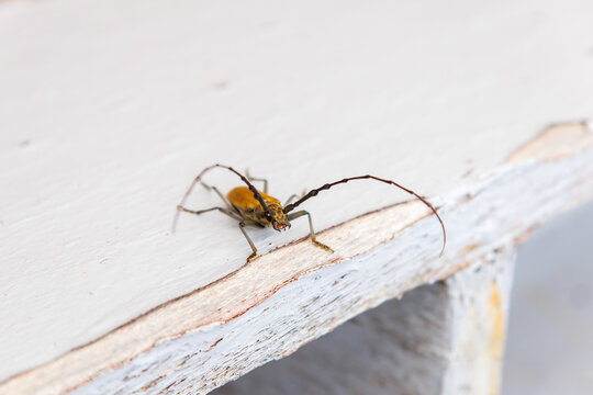 民宿の縁側に現れた、大きく美しいミヤマカミキリ（カミキリムシ科）。

日本国静岡県伊豆半島賀茂郡南伊豆町中木から渡し船で渡るヒリゾ浜
2024年7月

A large, beautiful MIYAMA Longicorn Beetle (Massicus raddei) appeared at the edge of the guest house.

