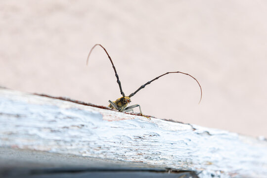 民宿の縁側に現れた、大きく美しいミヤマカミキリ（カミキリムシ科）。

日本国静岡県伊豆半島賀茂郡南伊豆町中木から渡し船で渡るヒリゾ浜
2024年7月

A large, beautiful MIYAMA Longicorn Beetle (Massicus raddei) appeared at the edge of the guest house.
