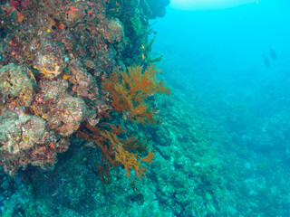 ウミカラマツ（ソフトコーラル）が生えるドロップオフのキンギョハナダイ（ハナダイ亜科）ソラスズメダイ（スズメダイ科）他群れ
静岡県伊豆半島賀茂郡南伊豆町中木から渡し船で渡るヒリゾ浜-2024年6月
Sea Goldie (Pseudanthias squamipinnis)
Heavenly Damselfish (Pomacentrus coelestis)
Antipathes japonica