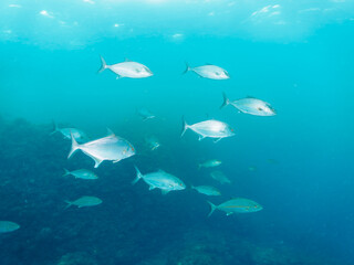キビナゴの大群を襲うカンパチとツムブリ（アジ科）の群れ
撮影するスキンダイバーもいる
静岡県伊豆半島賀茂郡南伊豆町中木から渡し船で渡るヒリゾ浜-2024年6月
Greater Amberjack (Seriola dumerili) Rainbow Runner (Elagatis bipinnulata) Silver-Stripe Round Herrings (Spratelloides 