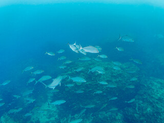 キビナゴの大群を襲うカンパチとツムブリ（アジ科）の群れ
撮影するスキンダイバーもいる
静岡県伊豆半島賀茂郡南伊豆町中木から渡し船で渡るヒリゾ浜-2024年6月
Greater Amberjack (Seriola dumerili) Rainbow Runner (Elagatis bipinnulata) Silver-Stripe Round Herrings (Spratelloides 