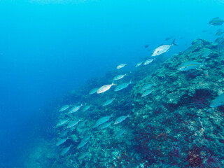 キビナゴの大群を襲うカンパチとツムブリ（アジ科）の群れ
撮影するスキンダイバーもいる
静岡県伊豆半島賀茂郡南伊豆町中木から渡し船で渡るヒリゾ浜-2024年6月
Greater Amberjack (Seriola dumerili) Rainbow Runner (Elagatis bipinnulata) Silver-Stripe Round Herrings (Spratelloides 