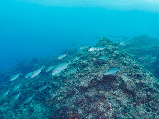 キビナゴの大群を襲うカンパチとツムブリ（アジ科）の群れ
撮影するスキンダイバーもいる
静岡県伊豆半島賀茂郡南伊豆町中木から渡し船で渡るヒリゾ浜-2024年6月
Greater Amberjack (Seriola dumerili) Rainbow Runner (Elagatis bipinnulata) Silver-Stripe Round Herrings (Spratelloides 