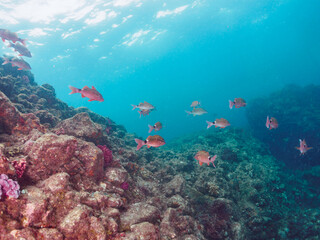 美しいホウライヒメジ（ヒメジ科）の他群れ。

日本国静岡県伊豆半島賀茂郡南伊豆町中木から渡し船で渡るヒリゾ浜-2024年6月

A school of the Beautiful Whitesaddle goatfish (Parupeneus ciliatus) and others. 
