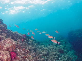 美しいホウライヒメジ（ヒメジ科）の他群れ。

日本国静岡県伊豆半島賀茂郡南伊豆町中木から渡し船で渡るヒリゾ浜-2024年6月

A school of the Beautiful Whitesaddle goatfish (Parupeneus ciliatus) and others. 
