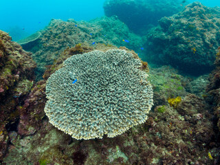 エンタクミドリイシ（テーブルコーラル）ミナミギンポ（イソギンポ科）ソラスズメダイ（スズメダイ科）他群れ
静岡県伊豆半島賀茂郡南伊豆町中木ヒリゾ浜-2024年6月
Bluestriped fangblenny (Plagiotremus rhinorhynchos)
Heavenly Damselfish (Pomacentrus coelestis) 
Acropora Solitaryensis