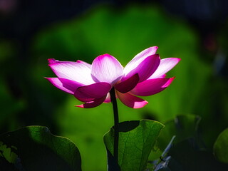 梅雨明けの夏の池にはハスの花が咲き誇ります