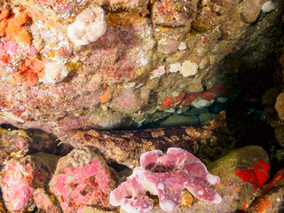 大きな美しいオオセ（オオセ科）。
水中洞窟にいる。

日本国静岡県伊豆半島賀茂郡南伊豆町中木から渡し船で渡るヒリゾ浜-2024年6月

The large and beautiful Japanese wobbegong shark (Orectolobus japonicus Regan).
