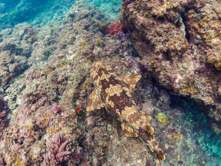 大きな美しいオオセ（オオセ科）。

日本国静岡県伊豆半島賀茂郡南伊豆町中木から渡し船で渡るヒリゾ浜-2024年6月

The large and beautiful Japanese wobbegong shark (Orectolobus japonicus Regan).
