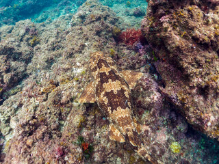 大きな美しいオオセ（オオセ科）。

日本国静岡県伊豆半島賀茂郡南伊豆町中木から渡し船で渡るヒリゾ浜-2024年6月

The large and beautiful Japanese wobbegong shark (Orectolobus japonicus Regan).
