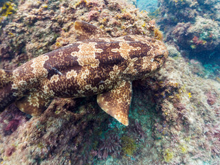 大きな美しいオオセ（オオセ科）。

日本国静岡県伊豆半島賀茂郡南伊豆町中木から渡し船で渡るヒリゾ浜-2024年6月

The large and beautiful Japanese wobbegong shark (Orectolobus japonicus Regan).

