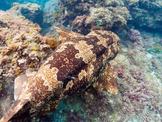 大きな美しいオオセ（オオセ科）。

日本国静岡県伊豆半島賀茂郡南伊豆町中木から渡し船で渡るヒリゾ浜-2024年6月

The large and beautiful Japanese wobbegong shark (Orectolobus japonicus Regan).
