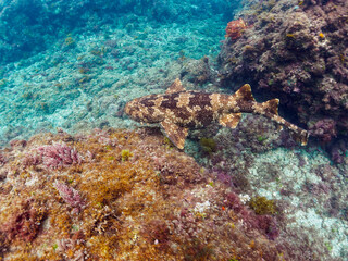 大きな美しいオオセ（オオセ科）。

日本国静岡県伊豆半島賀茂郡南伊豆町中木から渡し船で渡るヒリゾ浜-2024年6月

The large and beautiful Japanese wobbegong shark (Orectolobus japonicus Regan).
