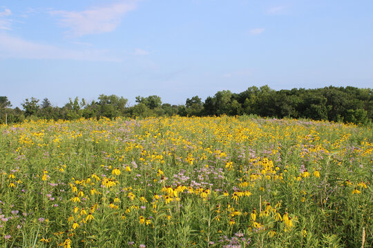 Wild bergamot and yellow coneflowers on a hill at the Linne Woods tallgrass prairie in Morton Grove, Illinois