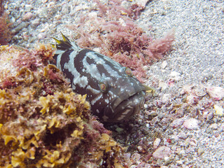 美しく大きな高級魚、クエ（ハタ科）。

日本国静岡県伊豆半島賀茂郡南伊豆町中木から渡し船で渡るヒリゾ浜-2024年6月

Longtooth grouper (Epinephelus bruneus), a beautiful, large, high-end fish.
