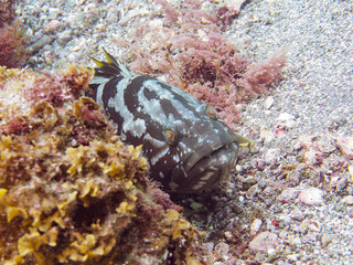 美しく大きな高級魚、クエ（ハタ科）。

日本国静岡県伊豆半島賀茂郡南伊豆町中木から渡し船で渡るヒリゾ浜-2024年6月

Longtooth grouper (Epinephelus bruneus), a beautiful, large, high-end fish.
