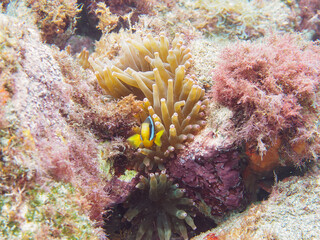 美しいイソギンチャク畑の可愛いクマノミ（クマノミ亜科）の幼魚。

日本国静岡県伊豆半島賀茂郡南伊豆町中木から渡し船で渡るヒリゾ浜-2024年6月

The Lovely juvenile Yellowtail clownfish (Amphiprion clarkii) in Beautiful Sea Anemones,
