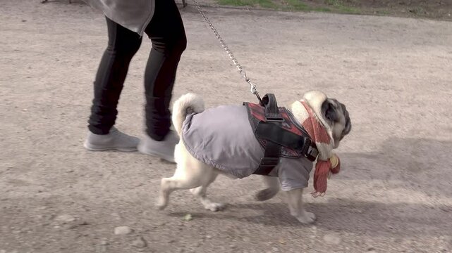 4K side view video of an unrecognizable woman walking her Pug in a park. The pet is wearing a winter harness and scarf
