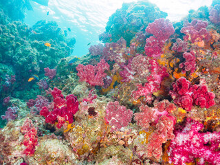 ウミトサカ等のソフトコーラルが群生する岩場に集まる、美しいキンギョハナダイ（ハナダイ亜科）他の群れ。
日本国静岡県伊豆半島賀茂郡南伊豆町中木から渡し船で渡るヒリゾ浜-2024年6月
Sea Goldie (Pseudanthias squamipinnis) 
Alcyonacea grow in colonies.
