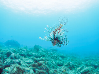 美しく大きなハナミノカサゴ（ミノカサゴ亜科）。

日本国静岡県伊豆半島賀茂郡南伊豆町中木から渡し船で渡るヒリゾ浜-2024年6月

Red Lionfish (Pterois volitans). 
