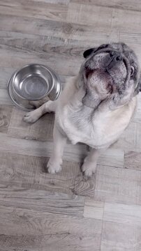 Pug 4K video of an apricot pug barking, looking at the camera, and receiving kibble directly into the mouth of his owner's hand, vertical and tilted