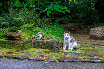 境内を守る美しい三毛猫。
河童のお寺としての由来がある栖足寺（せいそくじ）。
700年の歴史がある。
苔むした境内は趣がある。
初夏には紫陽花を利用した花手水が人気。
市民に広く親しまれていて、拝観料等は必要なく、無料で観覧できる。

日本国静岡県伊豆半島賀茂郡河津町-2024年7月
