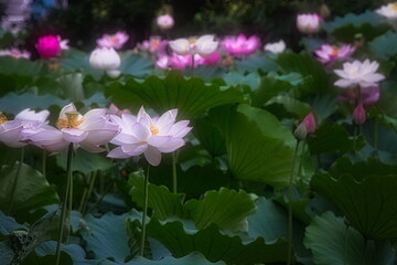 梅雨明けの夏の池にはハスの花が咲き誇ります