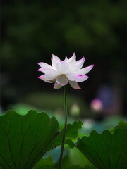 Obraz premium 梅雨明けの夏の池にはハスの花が咲き誇ります