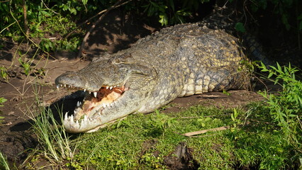 Front view crocodile in natural setting 