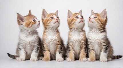 four kittens sitting row looking up sky are