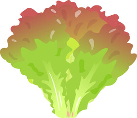 一株のサニーレタス