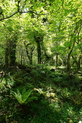 fresh ferns in spring forest