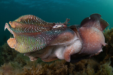 Australian Giant Cuttlefish, Whyalla South Australia