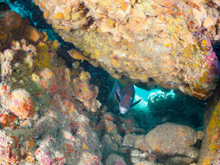 水中洞窟にいる、美しいニザダイ（ニザダイ科）、ハコフグ（ハコフグ科）他の群れ。

日本国静岡県伊豆半島賀茂郡南伊豆町中木から渡し船で渡るヒリゾ浜-2024年7月

Beautiful schools of Sawtail (Prionurus scalprum), Boxfish (Ostracion immaculatus) at the underwater cave.
