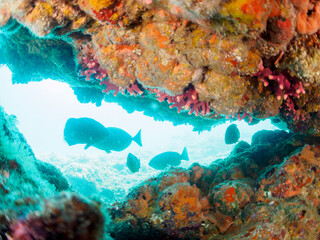 水中洞窟にいる、美しいニザダイ（ニザダイ科）、ハコフグ（ハコフグ科）他の群れ。

日本国静岡県伊豆半島賀茂郡南伊豆町中木から渡し船で渡るヒリゾ浜-2024年7月

Beautiful schools of Sawtail (Prionurus scalprum), Boxfish (Ostracion immaculatus) at the underwater cave.
