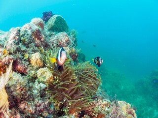 美しいイソギンチャク畑の可愛いクマノミ（クマノミ亜科）のペア。

日本国静岡県伊豆半島賀茂郡南伊豆町中木から渡し船で渡るヒリゾ浜-2024年7月

The Lovely Yellowtail clownfish (Amphiprion clarkii) Pair in Beautiful Sea Anemones,
