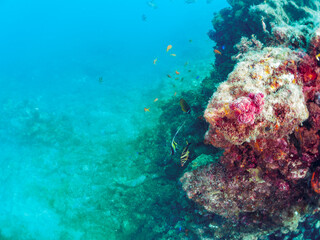 ドロップオフにいる美しいツノダシ（ツノダシ科）
ソラスズメダイ（スズメダイ科）キンギョハナダイ（ハナダイ科）他の群れ
日本国静岡県伊豆半島賀茂郡南伊豆町中木から渡し船で渡るヒリゾ浜-2024年7月
Moorish Idol (Zanclus cornutus) 
Heavenly Damselfish (Pomacentrus coelestis)
Sea Goldie (Pseudanthias