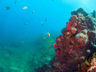 ドロップオフにいる美しいツノダシ（ツノダシ科）
ソラスズメダイ（スズメダイ科）キンギョハナダイ（ハナダイ科）他の群れ
日本国静岡県伊豆半島賀茂郡南伊豆町中木から渡し船で渡るヒリゾ浜-2024年7月
Moorish Idol (Zanclus cornutus) 
Heavenly Damselfish (Pomacentrus coelestis)
Sea Goldie (Pseudanthias