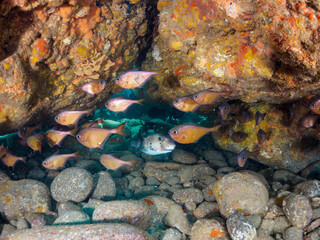 水中洞窟にいる、美しいイシガキフグ（ハリセンボン科）、ミナミハタンポ（ハタンポ科）他。

日本国静岡県伊豆半島賀茂郡南伊豆町中木から渡し船で渡るヒリゾ浜-2024年7月

Beautiful Pacific Burrfish (Chilomycterus reticulatus), Black-Stripe Sweeper (Pempheris schwenkii), and others in 