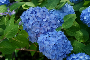 初夏のアジサイ