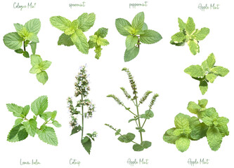 切り抜き透過素材セットーハーブ4（ミント） © Naomint