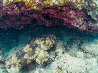 大きな美しいオオセ（オオセ科）。
水中洞窟にいる。

日本国静岡県伊豆半島賀茂郡南伊豆町中木から渡し船で渡るヒリゾ浜-2024年7月

The large and beautiful Japanese wobbegong shark (Orectolobus japonicus Regan).
