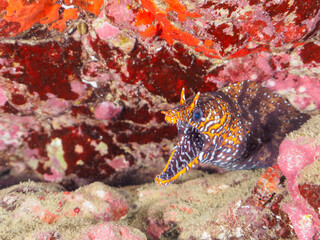 水中洞窟にいる、大きく美しいトラウツボ（ウツボ科）。

日本国静岡県伊豆半島賀茂郡南伊豆町中木から渡し船で渡るヒリゾ浜-2024年7月

A large and beautiful Dragon Moray (Enchelycore pardalis) in underwater cave.
