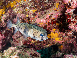 美しく大きなイシガキフグ（ハリセンボン科）。
水中洞窟にいる。

日本国静岡県伊豆半島賀茂郡南伊豆町中木から渡し船で渡るヒリゾ浜-2024年7月
The Beautiful large Pacific Burrfish (Chilomycterus reticulatus).
