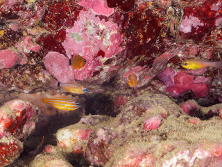 美しいキンセンイシモチ（テンジクダイ科）他の幼魚の群れ。
オスが口に卵をくわえて孵化するまで守っている。

日本国静岡県伊豆半島賀茂郡南伊豆町中木から渡し船で渡るヒリゾ浜-2024年7月

Southern orange-lined cardinal fish (Ostorhinchus properuptus)
The male holds the eggs in his mouth and 