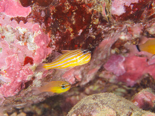 美しいキンセンイシモチ（テンジクダイ科）他の幼魚の群れ。
オスが口に卵をくわえて孵化するまで守っている。

日本国静岡県伊豆半島賀茂郡南伊豆町中木から渡し船で渡るヒリゾ浜-2024年7月

Southern orange-lined cardinal fish (Ostorhinchus properuptus)
The male holds the eggs in his mouth and 