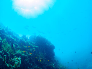 ウミカラマツ（ソフトコーラル）が生えるドロップオフに集まる、キンギョハナダイ（ハナダイ亜科）、キホシスズメダイ（スズメダイ科）、タカサゴ（タカサゴ科）他の群れ。
南伊豆町中木から渡し船で渡るヒリゾ浜-2024年7月
Sea Goldie (Pseudanthias squamipinnis)
Heavenly Damselfish (Pomacentrus coelestis)
