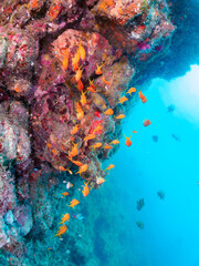 ウミカラマツ（ソフトコーラル）が生えるドロップオフに集まる、キンギョハナダイ（ハナダイ亜科）、キホシスズメダイ（スズメダイ科）、タカサゴ（タカサゴ科）他の群れ。
南伊豆町中木から渡し船で渡るヒリゾ浜-2024年7月
Sea Goldie (Pseudanthias squamipinnis)
Heavenly Damselfish (Pomacentrus coelestis)
