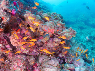 ウミカラマツ（ソフトコーラル）が生えるドロップオフに集まる、キンギョハナダイ（ハナダイ亜科）、キホシスズメダイ（スズメダイ科）、タカサゴ（タカサゴ科）他の群れ。
南伊豆町中木から渡し船で渡るヒリゾ浜-2024年7月
Sea Goldie (Pseudanthias squamipinnis)
Heavenly Damselfish (Pomacentrus coelestis)
