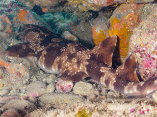 大きな美しいオオセ（オオセ科）。
水中洞窟にいる。

日本国静岡県伊豆半島賀茂郡南伊豆町中木から渡し船で渡るヒリゾ浜-2024年7月

The large and beautiful Japanese wobbegong shark (Orectolobus japonicus Regan).
